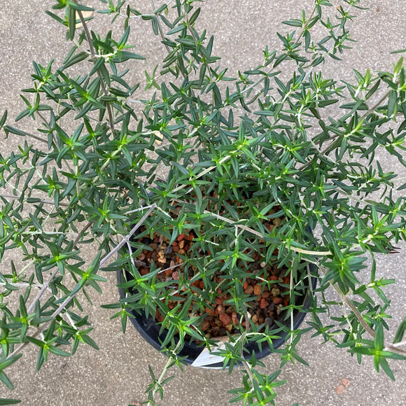 Prostanthera phylicifolia - 1 gallon plant