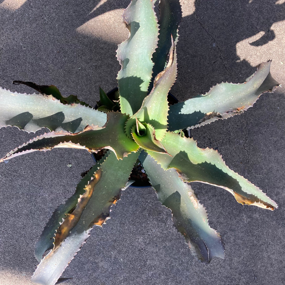 agave gypsophila Agave gypsophila