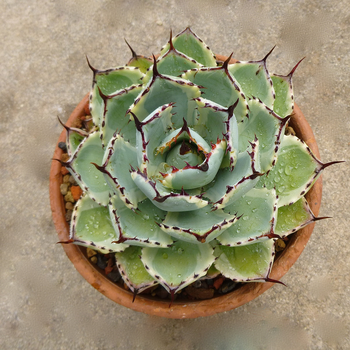 Agave potatorum 'Kichiokan Marginata'