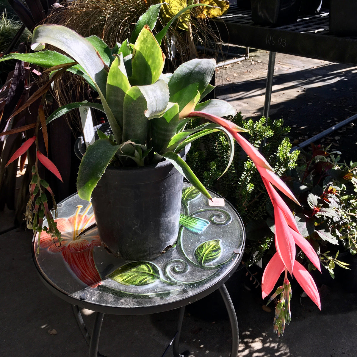 Billbergia sp. - 1 gallon plant – Norrie's Gift and Garden Shop at