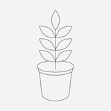 Berberis pinnata subsp. insularis 'Shnilemoon' - 1 gallon plant