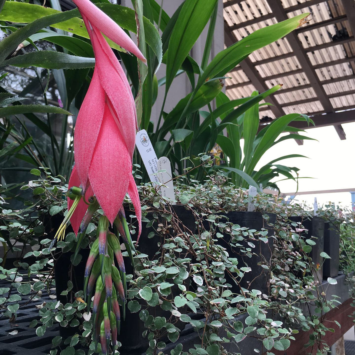 Billbergia ‘C'est Bon’ Billbergia collection - Rainforest Flora