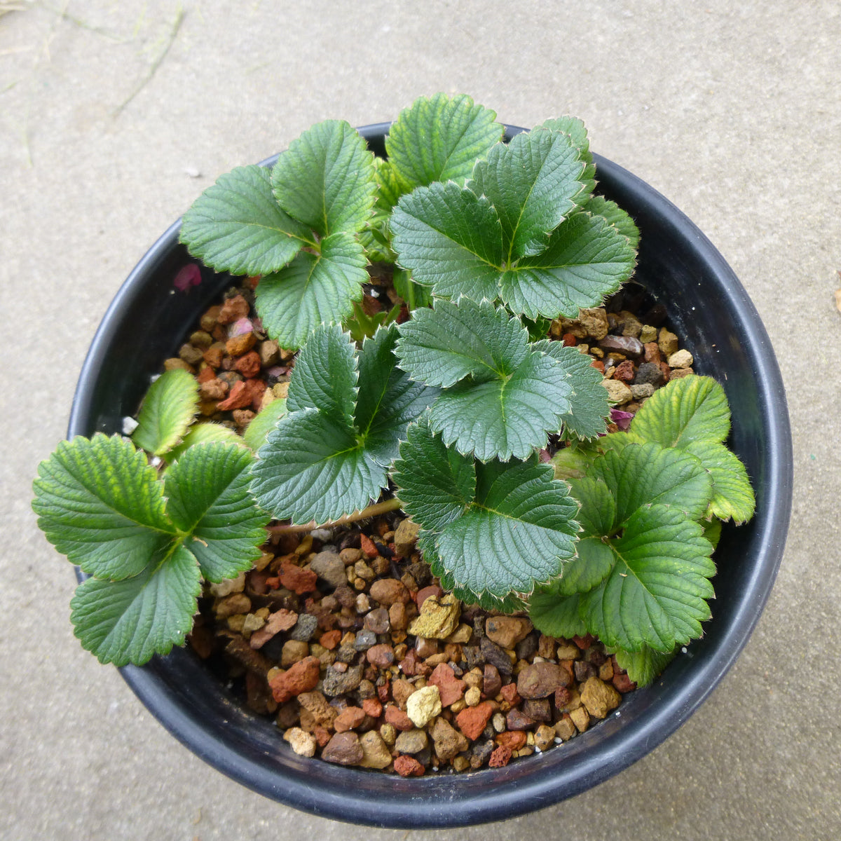 Strawberry (edible- dark pink flower) - 1 gallon plant – Norrie's Gift ...