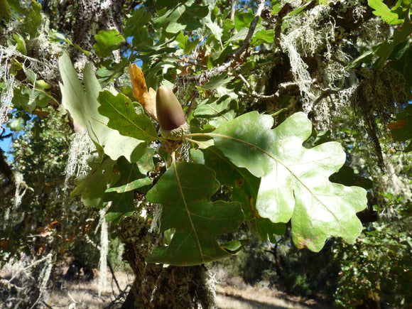 Quercus lobata - 1 gallon plant
