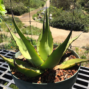 10 Graines D'Agave Gentryi 'La Escondida' – Plante Succulente Résistante Au Gel, Originaire Du Mexique - 9