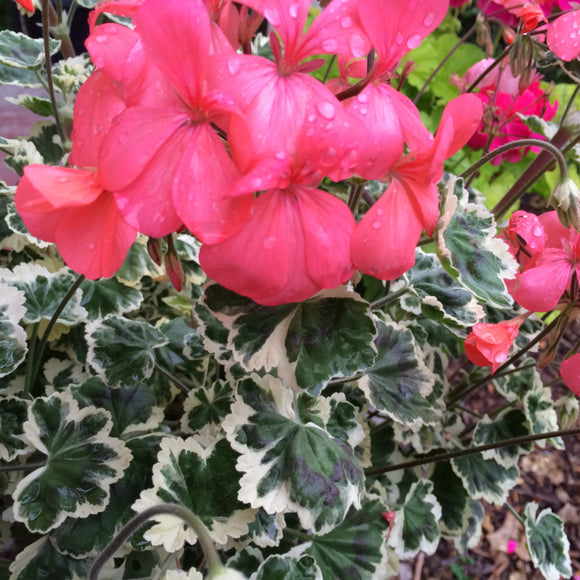 Pelargonium 'Frank Headley' - 1 gallon plant