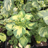 Salvia microphylla 'Bee Dazzled' - 1 gallon plant