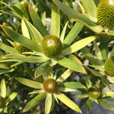 Leucadendron 'Startreuse' (male cultivar) - 2 gallon plant