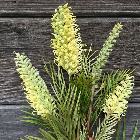 Grevillea seedling of 'Moonlight' - 5 gallon plant