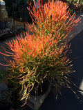 Euphorbia tirucalli 'Sticks on Fire' - 6 inch plant