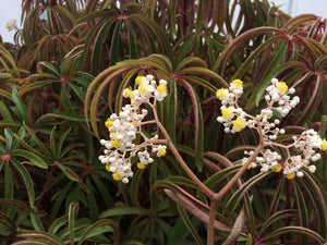 Begonia luxuriens - 2 gallon plant