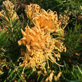 Grevillea junerina 'Molonglo' - 1 gallon plant