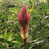 Protea cynaroides 'Mini King' - 2 gallon plant