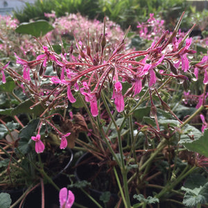 Pelargonium reniforme - 1 gallon plant