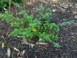 Salvia bullulata - 1 gallon plant