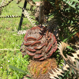 Banksia dryandroides - 5 gallon plant
