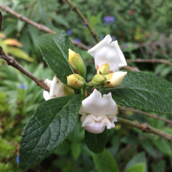Bowkeria verticillata - 1 gallon plant