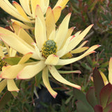 Leucadendron 'Maui Sunset' - 2 gallon plant