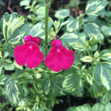 Salvia microphylla 'Bee Dazzled' - 1 gallon plant