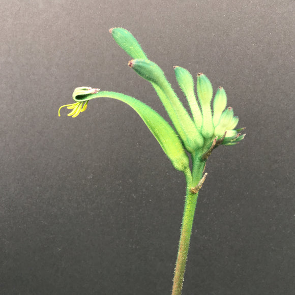 Anigozanthos viridis 'Phar Lap' - 1 gallon plant