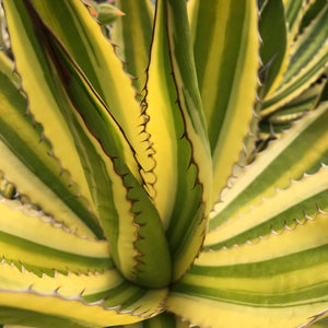 Agave univittata 'Quadricolor' - 4 inch plant