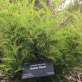 Lomatia tinctoria - 1 gallon plant