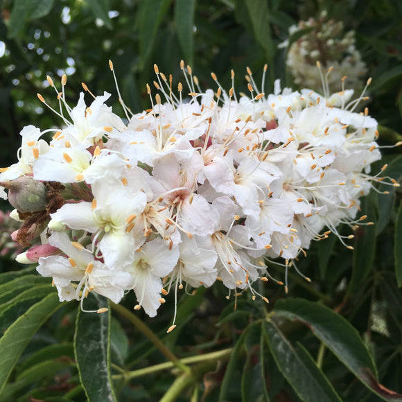 Aesculus californica - 1 gallon plant