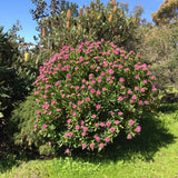 Isopogon latifolius - 1 gallon plant