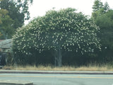 Aesculus californica - 1 gallon plant