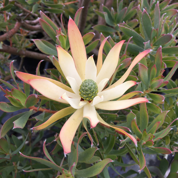 Leucadendron 'Maui Sunset' - 2 gallon plant