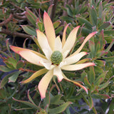 Leucadendron 'Maui Sunset' - 2 gallon plant