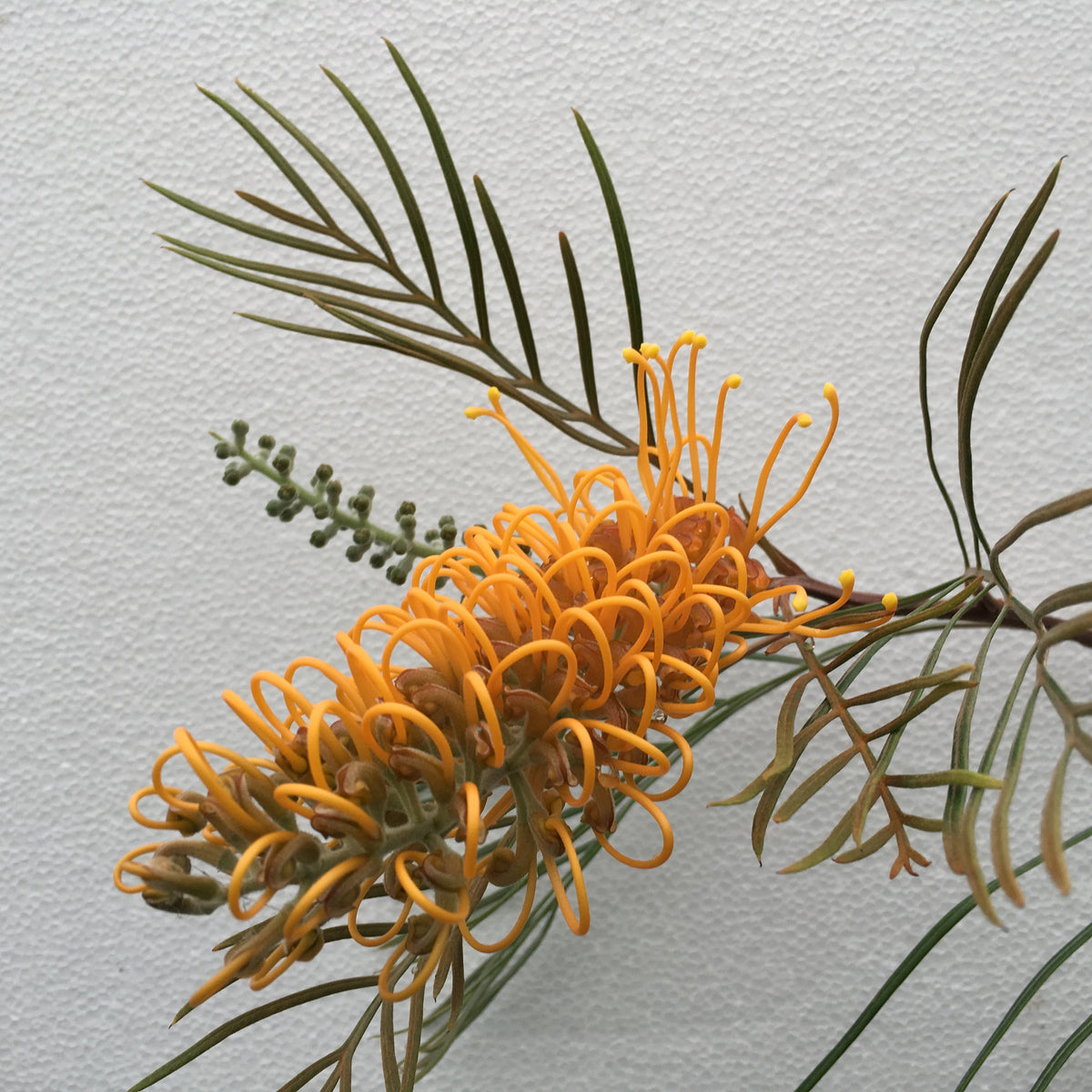 Grevillea 'Honey Gem' - 1 gallon plant – Norrie's Gift and Garden Shop ...