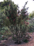 Grevillea 'Winpara Gem' - 1 gallon plant