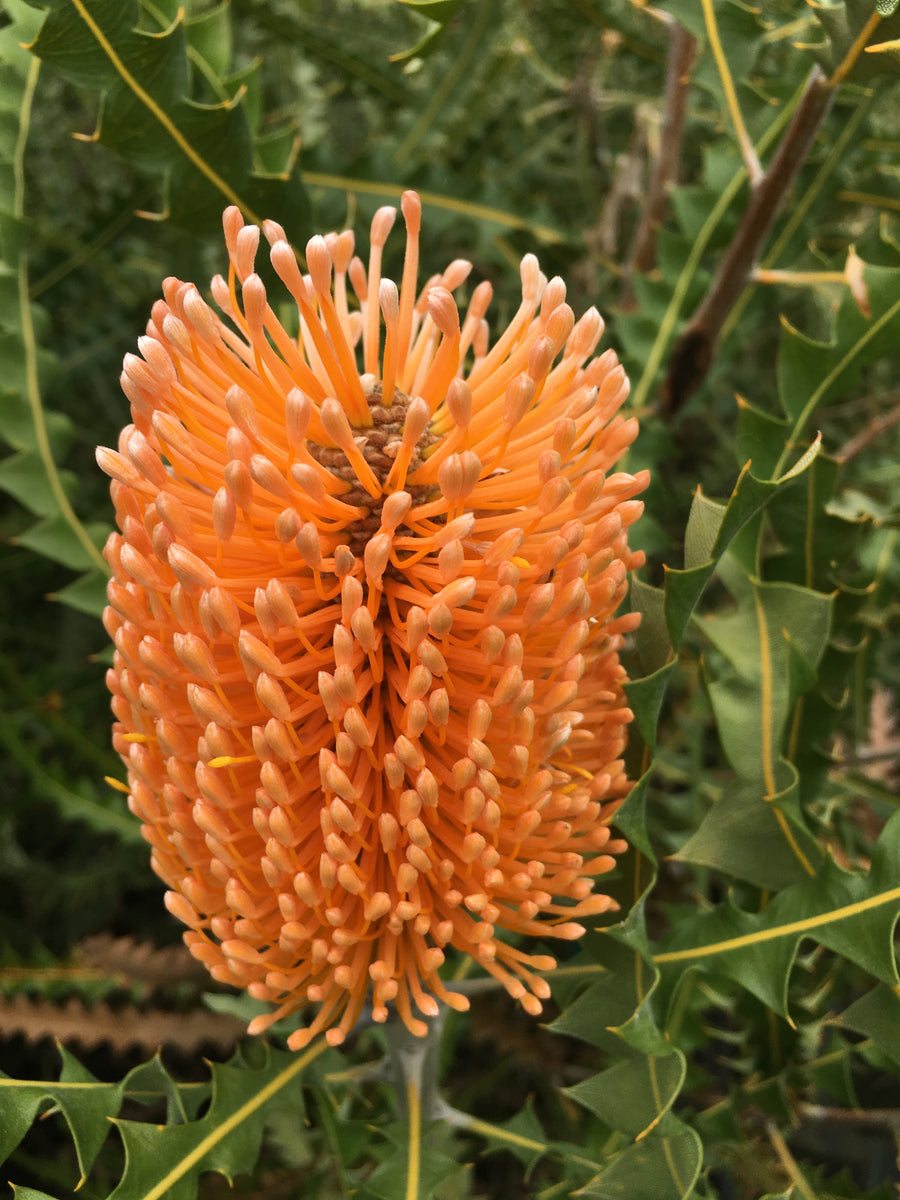 Banksia ashbyi - 2 gallon plant – Norrie's Gift and Garden Shop at the ...