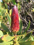 Protea 'Clark's Red' - 2 gallon plant