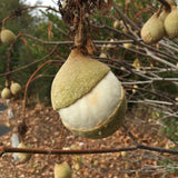 Aesculus californica - 1 gallon plant