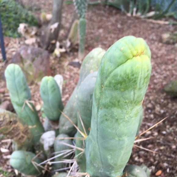 Trichocereus bridgesii f. montrose - 2 gallon plant