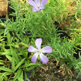 Cantua volcanica - 1 gallon plant
