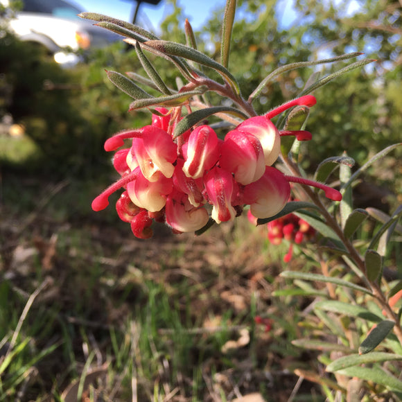 Grevillea 'Granya Glory' - 1 gallon plant