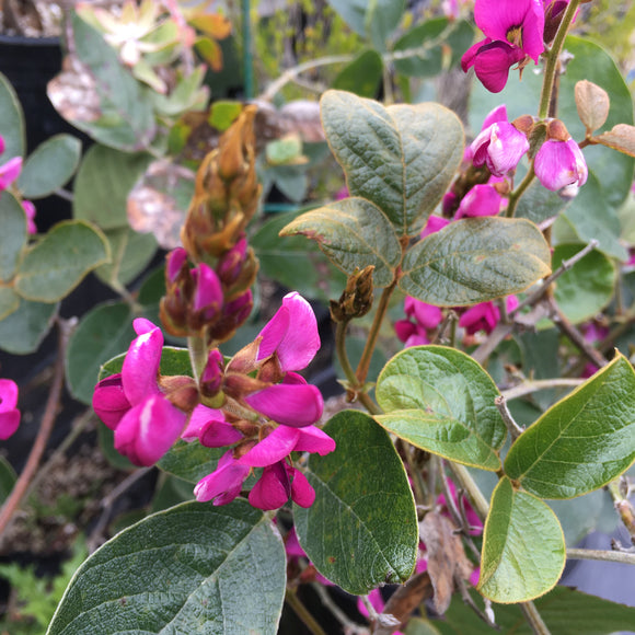 Kennedia retrorsa - 1 gallon plant
