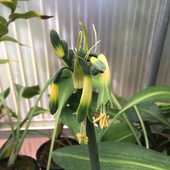 Eucrosia mirabilis x phaedranassa tunguraguae - 2 gallon plant