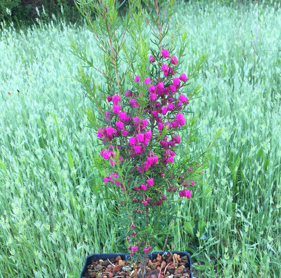 Boronia 'Carousel' - 5 gallon plant