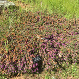 Melaleuca violacea (prostrate, fine form) - 1 gallon plant