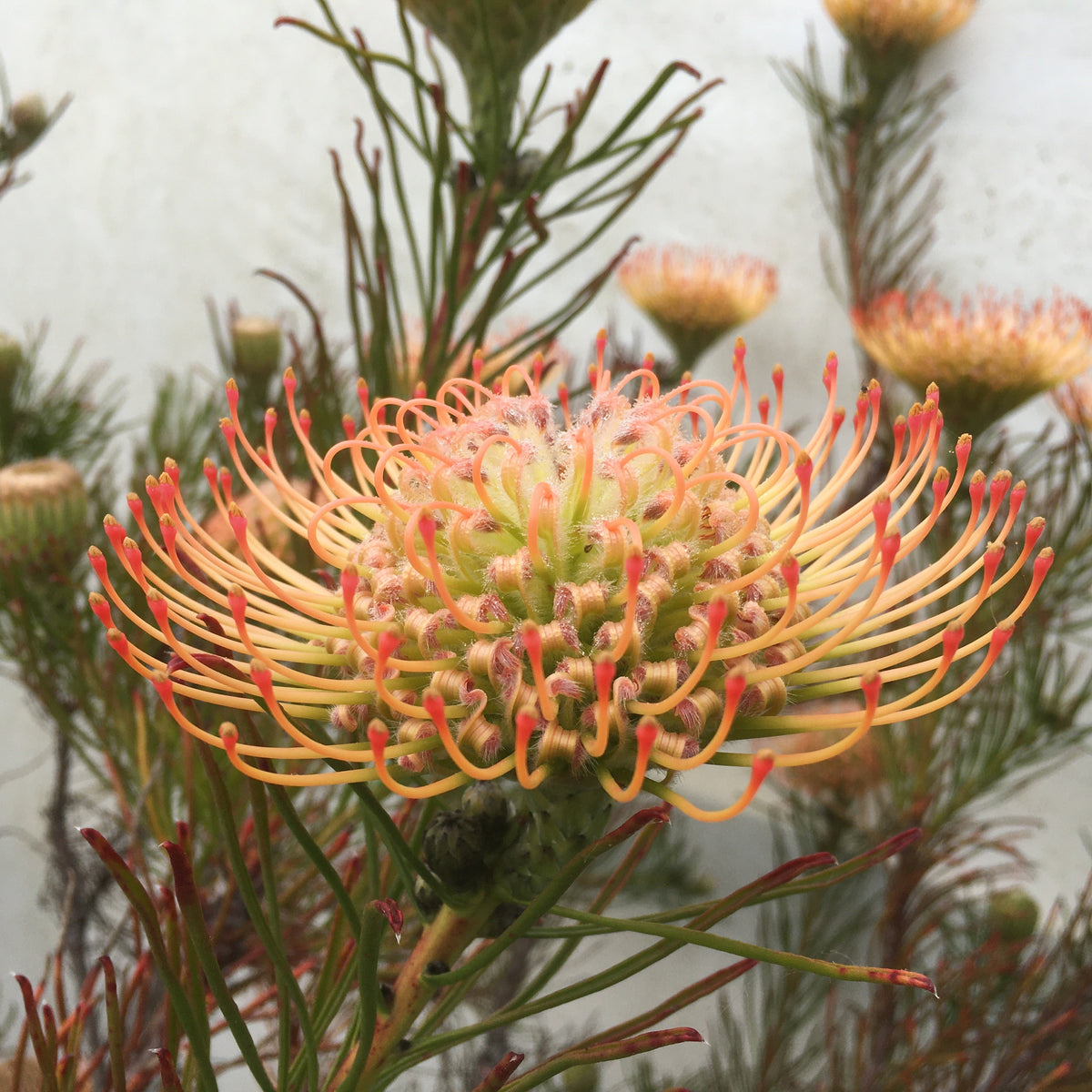 Leucospermum lineare - 5 gallon plant – Norrie's Gift and Garden Shop ...