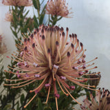 Leucospermum tottum - 2 gallon plant