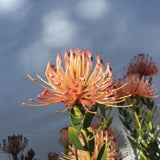 Leucospermum tottum - 2 gallon plant