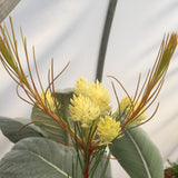 Aulax cancellata (female) - 2 gallon plant