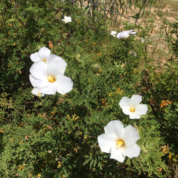 Alyogyne huegelii 'White Swan' - 5 gallon plant