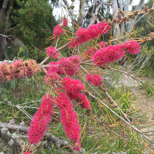 Melaleuca teretifolia 'Georgiana Molloy' - 1 gallon plant