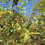 Halleria lucida - 1 gallon plant